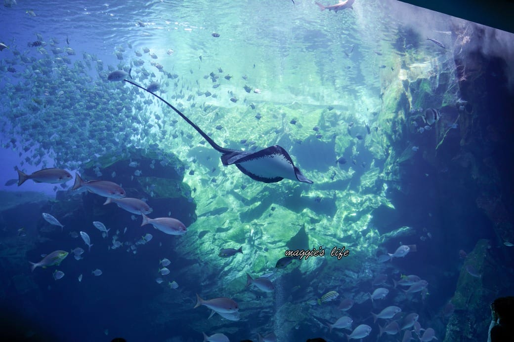桃園Xpark水族館最新攻略｜必看四大展區、優惠門票、時間、交通停車