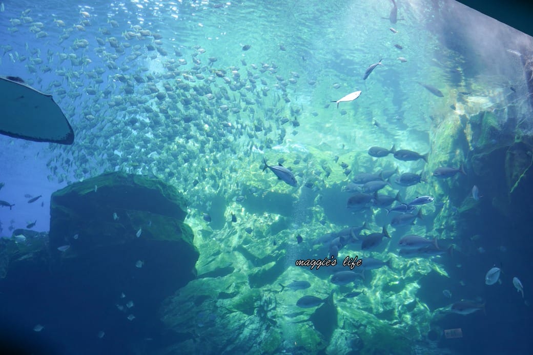 桃園Xpark水族館最新攻略｜必看四大展區、優惠門票、時間、交通停車