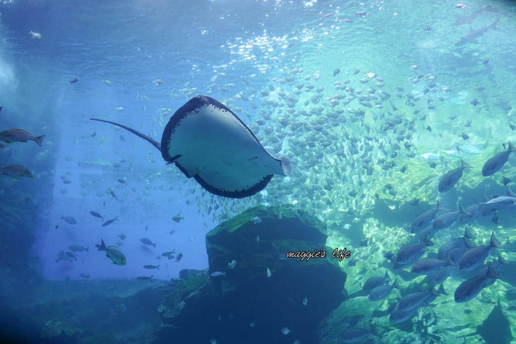 桃園Xpark水族館最新攻略｜必看四大展區、優惠門票、時間、交通停車