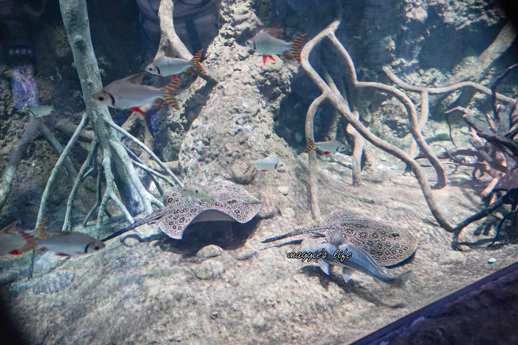桃園Xpark水族館最新攻略|必看四大展區、優惠門票、時間、交通停車 - 第27張圖 桃園Xpark水族館最新攻略|必看四大展區、優惠門票、時間、交通停車