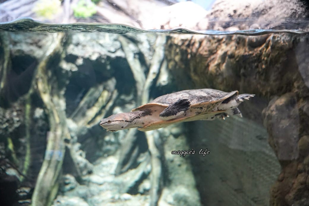 桃園Xpark水族館最新攻略｜必看四大展區、優惠門票、時間、交通停車