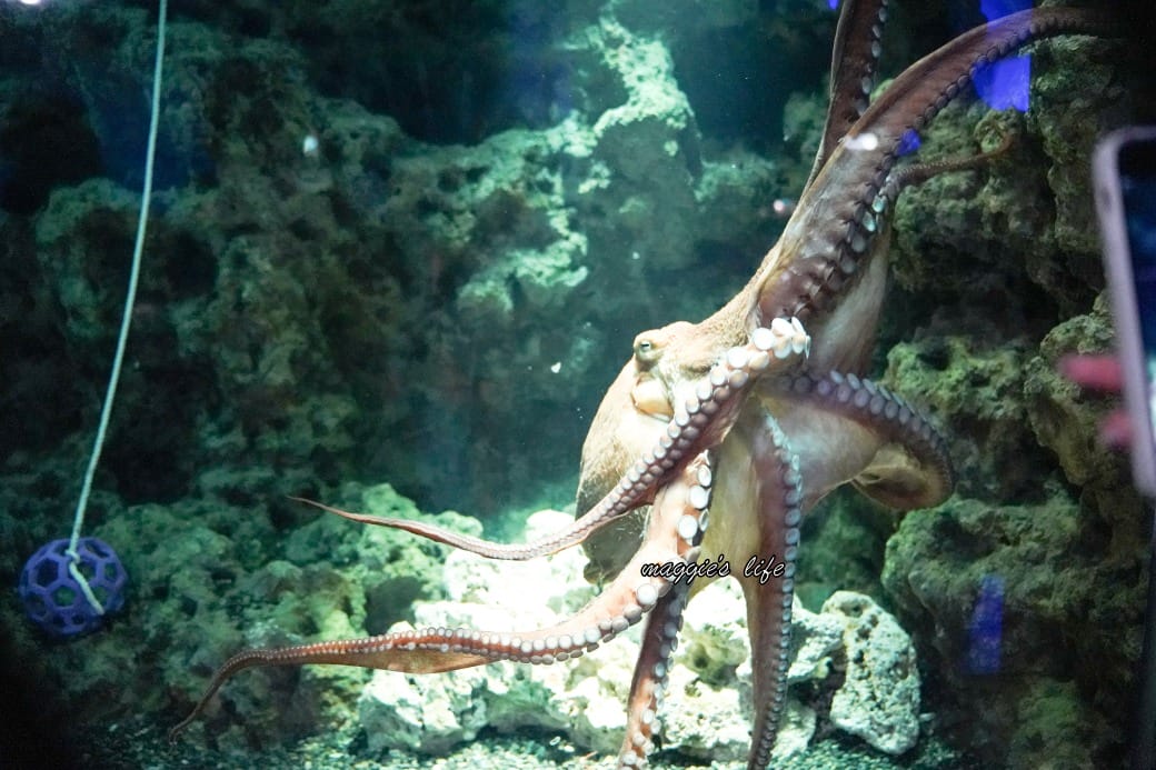 桃園Xpark水族館最新攻略|必看四大展區、優惠門票、時間、交通停車 - 第41張圖 桃園Xpark水族館最新攻略|必看四大展區、優惠門票、時間、交通停車