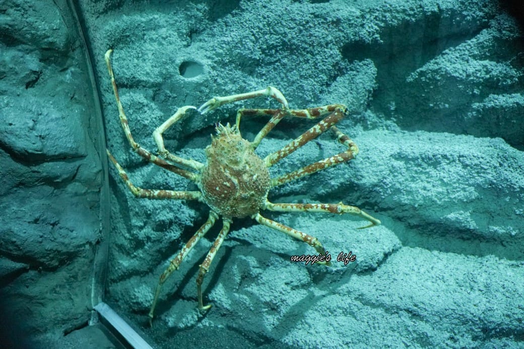 桃園Xpark水族館最新攻略｜必看四大展區、優惠門票、時間、交通停車