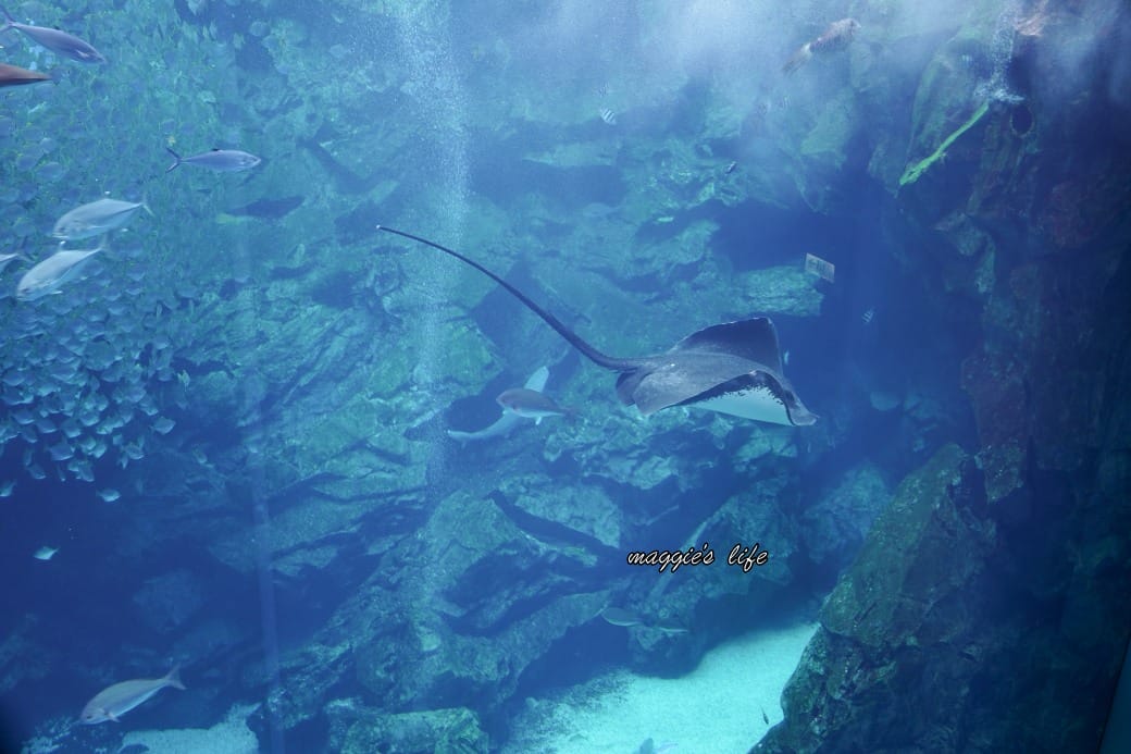 桃園Xpark水族館最新攻略|必看四大展區、優惠門票、時間、交通停車 - 第33張圖 桃園Xpark水族館最新攻略|必看四大展區、優惠門票、時間、交通停車