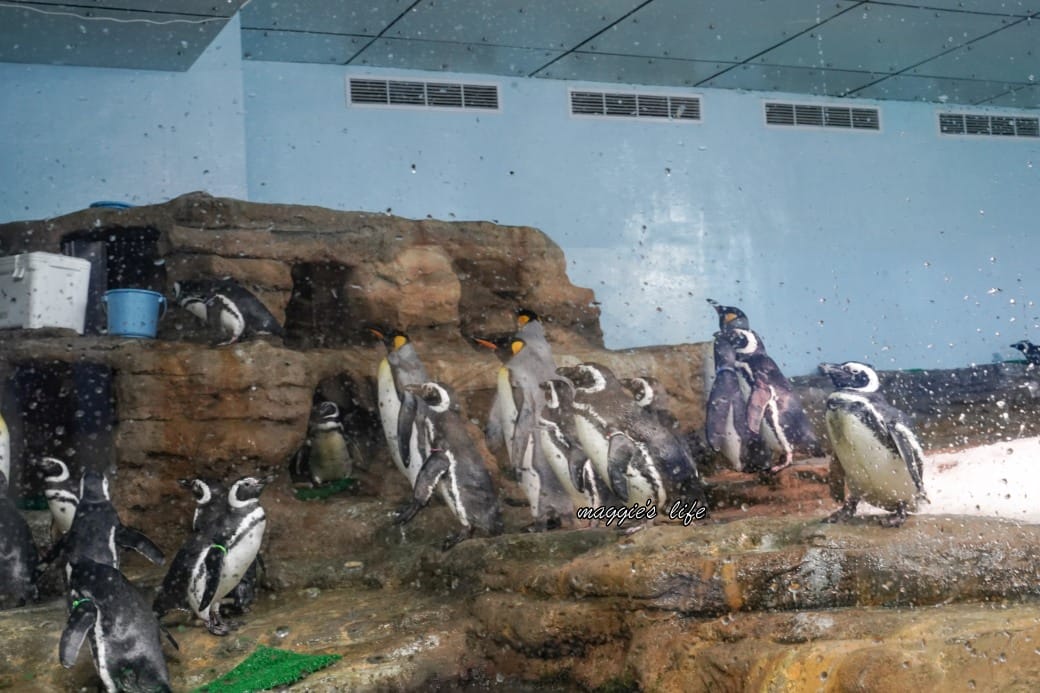 桃園Xpark水族館最新攻略|必看四大展區、優惠門票、時間、交通停車 - 第35張圖 桃園Xpark水族館最新攻略|必看四大展區、優惠門票、時間、交通停車
