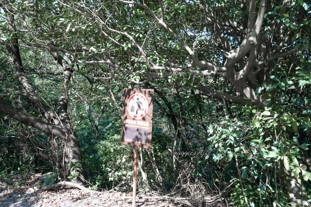 陽明山野溪溫泉秘境｜下七股野溪溫泉，夢幻絕美牛奶湯，交通，注意事項路線攻略