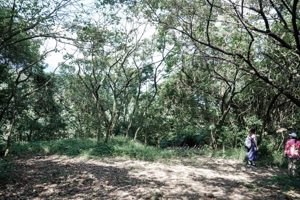 陽明山野溪溫泉秘境｜下七股野溪溫泉，夢幻絕美牛奶湯，交通，注意事項路線攻略