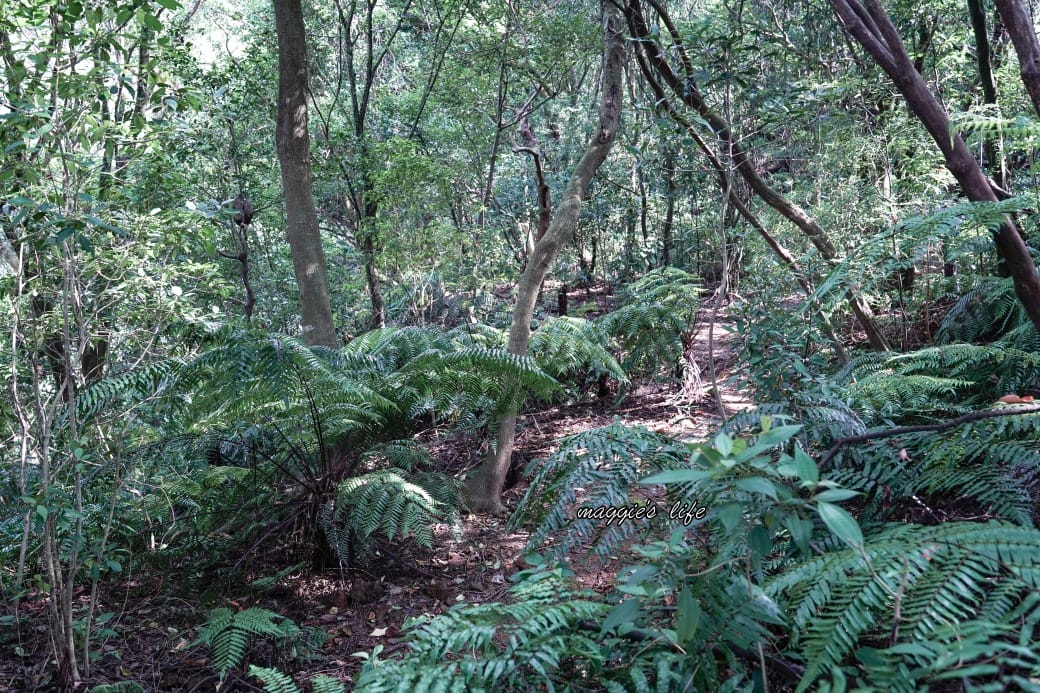 陽明山野溪溫泉秘境｜下七股野溪溫泉，夢幻絕美牛奶湯，交通，注意事項路線攻略