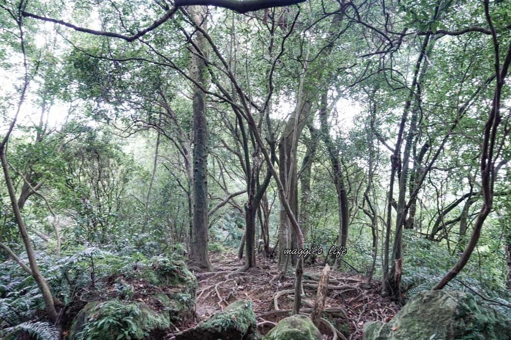 陽明山野溪溫泉秘境｜下七股野溪溫泉，夢幻絕美牛奶湯，交通，注意事項路線攻略