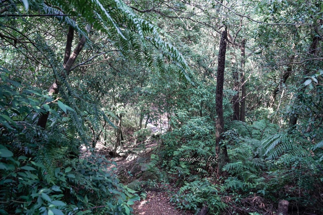 陽明山野溪溫泉秘境｜下七股野溪溫泉，夢幻絕美牛奶湯，交通，注意事項路線攻略