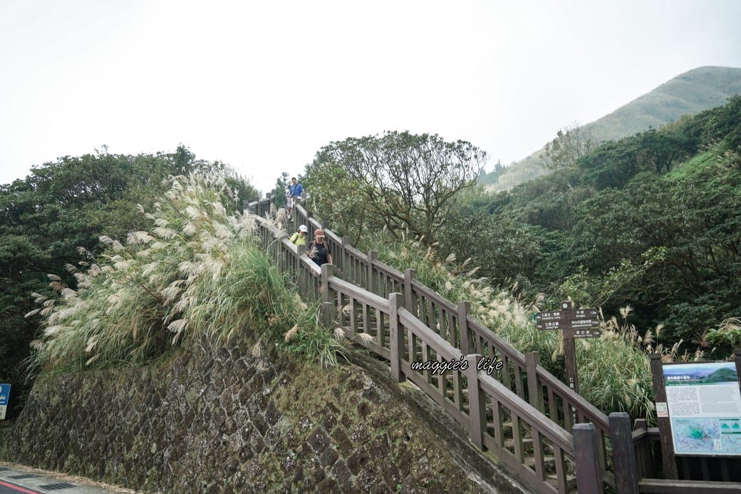 陽明山冷水坑七星山一日遊，芒草季賞芒草美景，秋天必追芒草，階梯步道美景