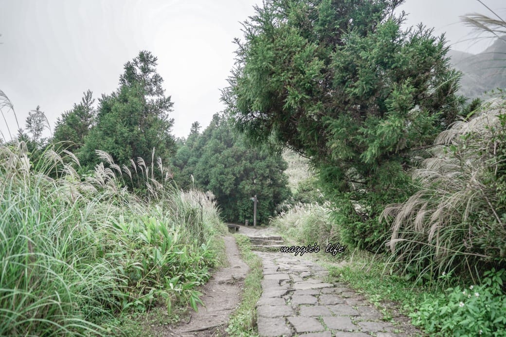 陽明山冷水坑七星山一日遊,芒草季賞芒草美景,秋天必追芒草,階梯步道美景 - 第1張圖 陽明山冷水坑七星山一日遊,芒草季賞芒草美景,秋天必追芒草,階梯步道美景