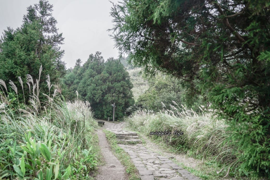 陽明山冷水坑七星山一日遊，芒草季賞芒草美景，秋天必追芒草，階梯步道美景