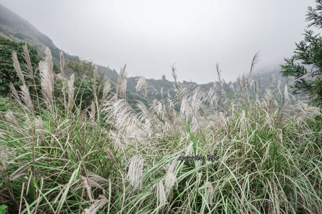 陽明山冷水坑七星山一日遊，芒草季賞芒草美景，秋天必追芒草，階梯步道美景