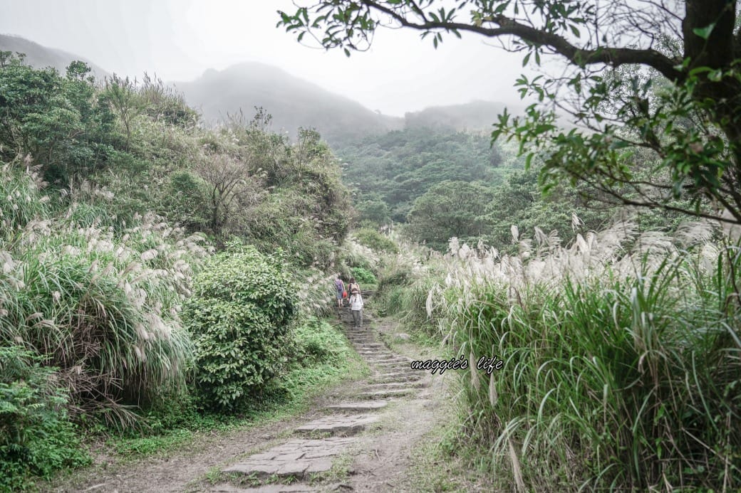 陽明山冷水坑七星山一日遊，芒草季賞芒草美景，秋天必追芒草，階梯步道美景