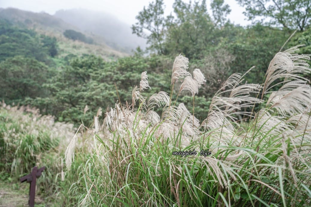 陽明山冷水坑七星山一日遊，芒草季賞芒草美景，秋天必追芒草，階梯步道美景