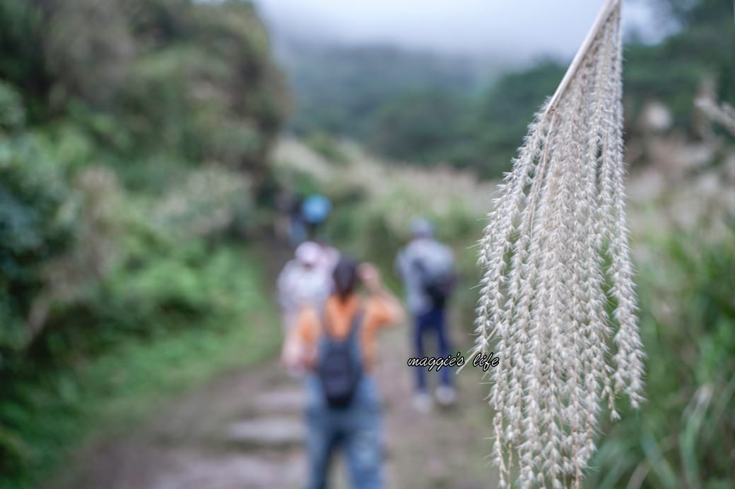 陽明山冷水坑七星山一日遊，芒草季賞芒草美景，秋天必追芒草，階梯步道美景