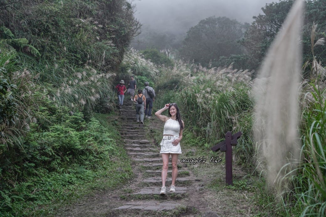 陽明山冷水坑七星山一日遊，芒草季賞芒草美景，秋天必追芒草，階梯步道美景