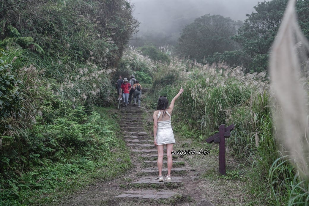 陽明山冷水坑七星山一日遊，芒草季賞芒草美景，秋天必追芒草，階梯步道美景