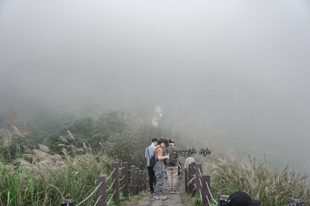 陽明山冷水坑七星山一日遊，芒草季賞芒草美景，秋天必追芒草，階梯步道美景