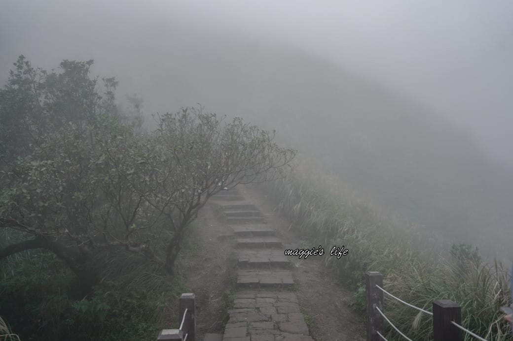 陽明山冷水坑七星山一日遊，芒草季賞芒草美景，秋天必追芒草，階梯步道美景
