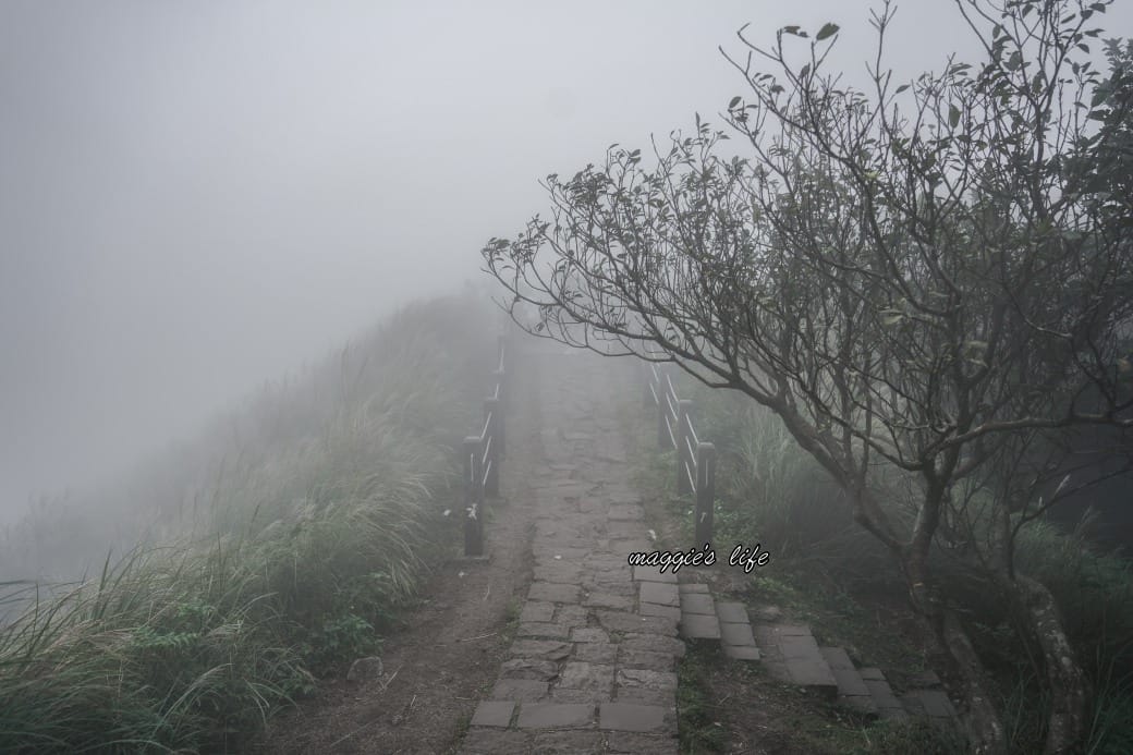 陽明山冷水坑七星山一日遊，芒草季賞芒草美景，秋天必追芒草，階梯步道美景