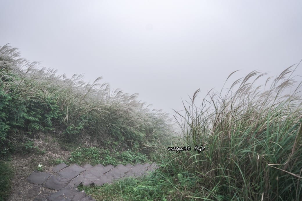 陽明山冷水坑七星山一日遊，芒草季賞芒草美景，秋天必追芒草，階梯步道美景