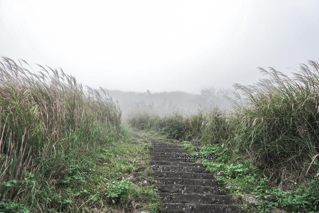 陽明山冷水坑七星山一日遊，芒草季賞芒草美景，秋天必追芒草，階梯步道美景