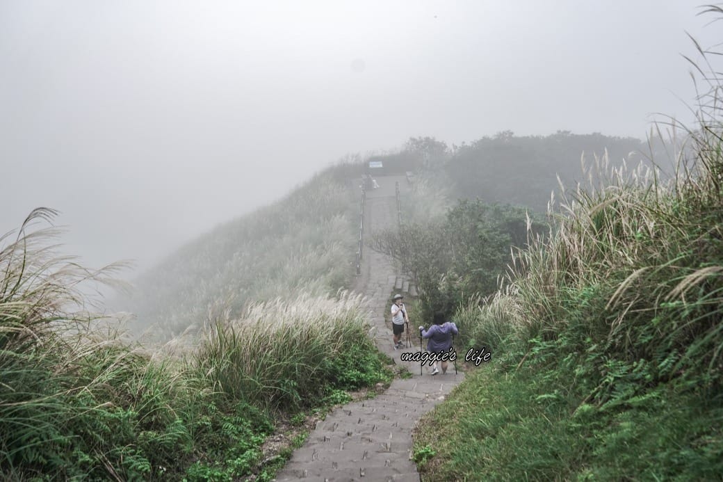 陽明山冷水坑七星山一日遊，芒草季賞芒草美景，秋天必追芒草，階梯步道美景