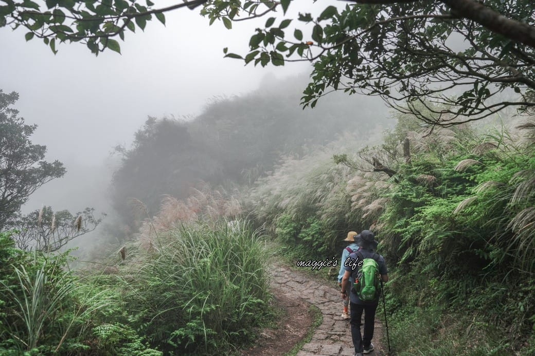 陽明山冷水坑七星山一日遊，芒草季賞芒草美景，秋天必追芒草，階梯步道美景