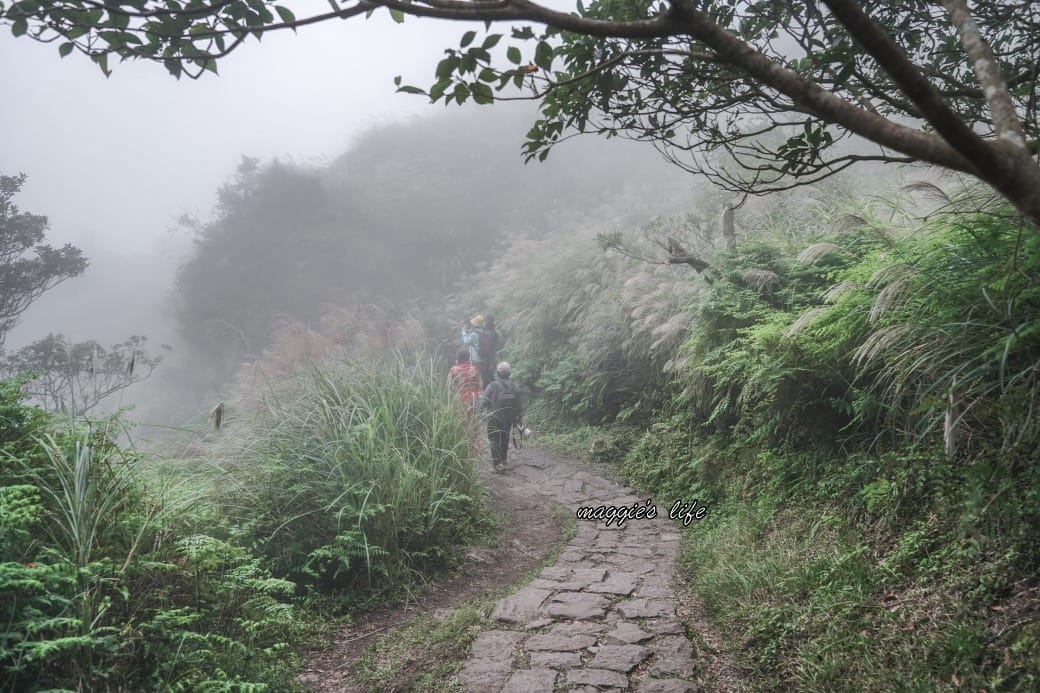 陽明山冷水坑七星山一日遊,芒草季賞芒草美景,秋天必追芒草,階梯步道美景 - 第35張圖 陽明山冷水坑七星山一日遊,芒草季賞芒草美景,秋天必追芒草,階梯步道美景