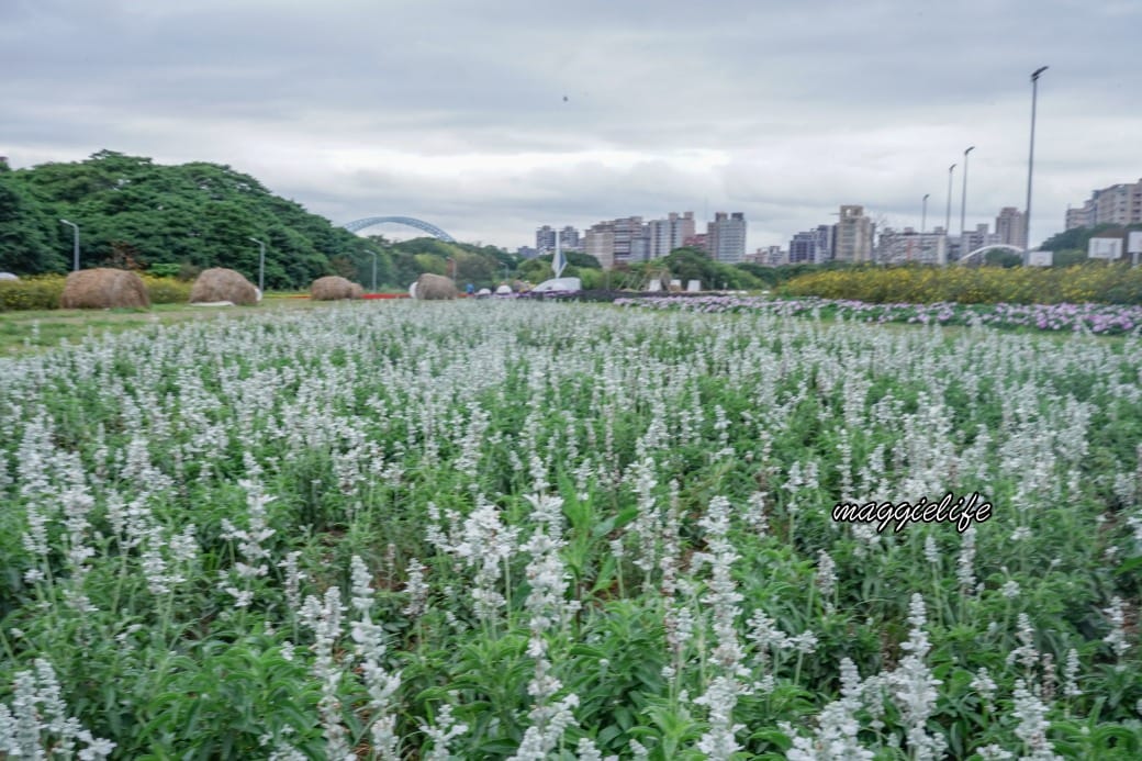 2024古亭河濱公園花海，台北免費賞花景點， 粉紅花海帳篷屋漸層花海超浪漫，一秒到日本，怎麼去交通，花期，拍照方式。