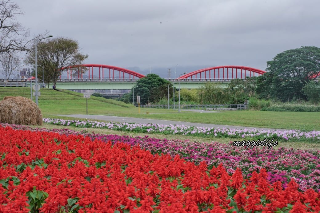 2024古亭河濱公園花海，台北免費賞花景點， 粉紅花海帳篷屋漸層花海超浪漫，一秒到日本，怎麼去交通，花期，拍照方式。