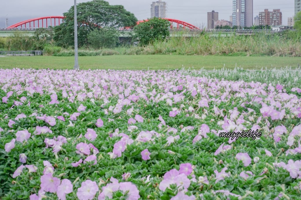 2024古亭河濱公園花海，台北免費賞花景點， 粉紅花海帳篷屋漸層花海超浪漫，一秒到日本，怎麼去交通，花期，拍照方式。
