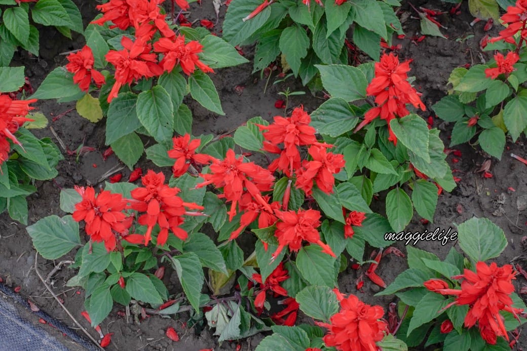 2024古亭河濱公園花海，台北免費賞花景點， 粉紅花海帳篷屋漸層花海超浪漫，一秒到日本，怎麼去交通，花期，拍照方式。