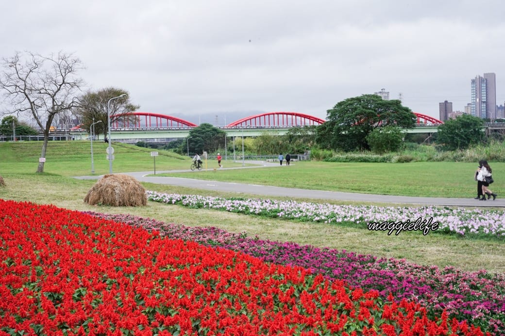 2024古亭河濱公園花海，台北免費賞花景點， 粉紅花海帳篷屋漸層花海超浪漫，一秒到日本，怎麼去交通，花期，拍照方式。