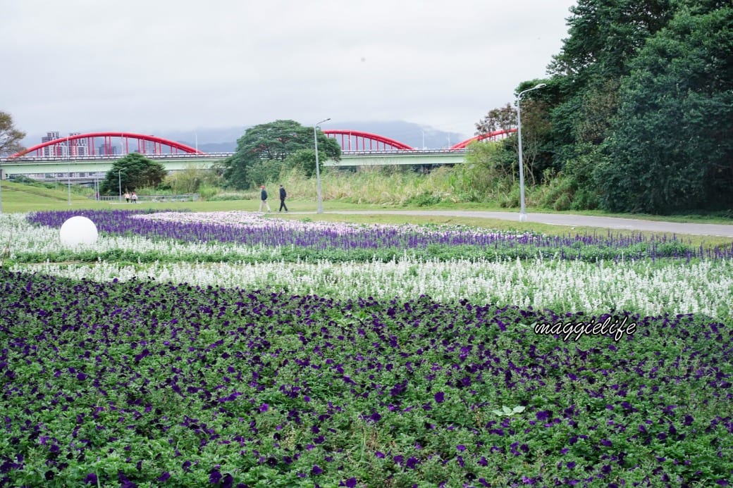 2024古亭河濱公園花海，台北免費賞花景點， 粉紅花海帳篷屋漸層花海超浪漫，一秒到日本，怎麼去交通，花期，拍照方式。