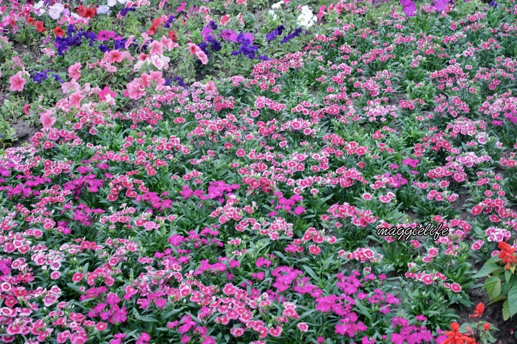 2024古亭河濱公園花海，台北免費賞花景點， 粉紅花海帳篷屋漸層花海超浪漫，一秒到日本，怎麼去交通，花期，拍照方式。