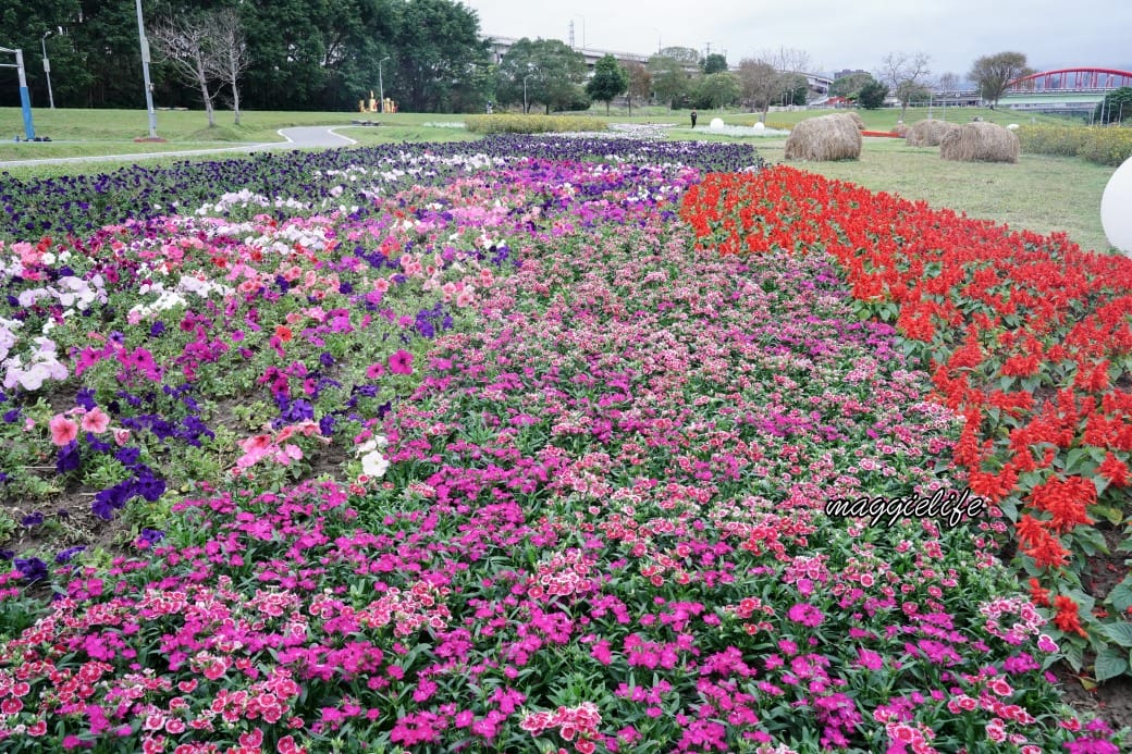 2024古亭河濱公園花海，台北免費賞花景點， 粉紅花海帳篷屋漸層花海超浪漫，一秒到日本，怎麼去交通，花期，拍照方式。