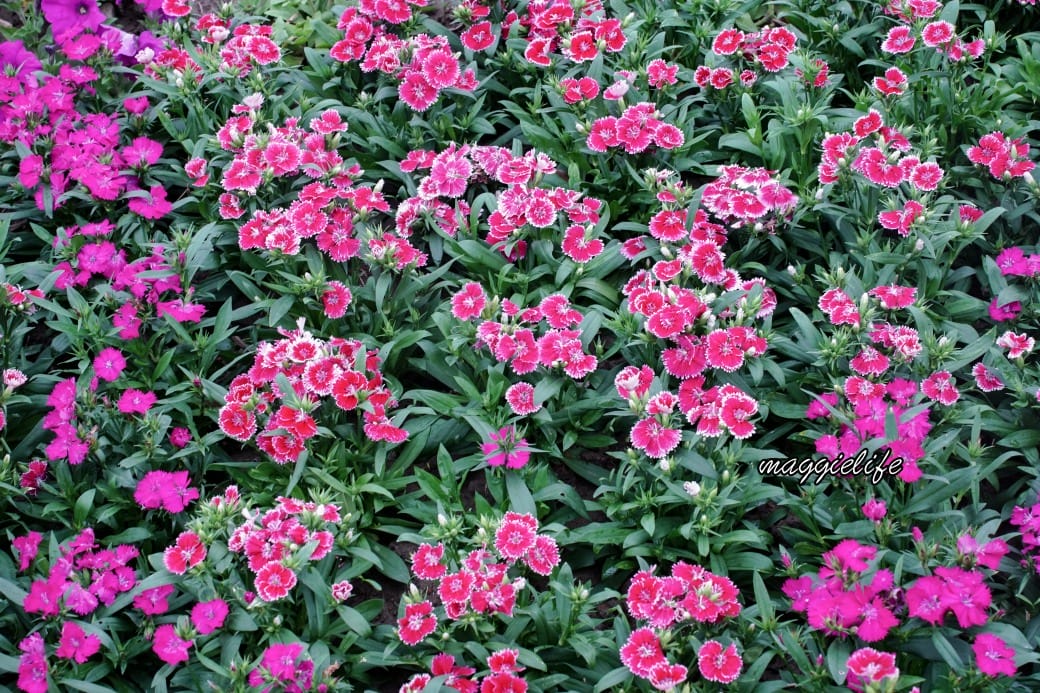 2024古亭河濱公園花海，台北免費賞花景點， 粉紅花海帳篷屋漸層花海超浪漫，一秒到日本，怎麼去交通，花期，拍照方式。