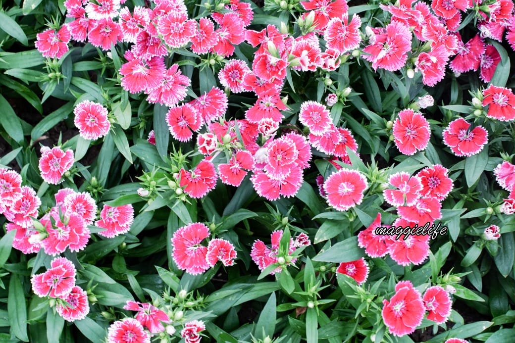 2024古亭河濱公園花海，台北免費賞花景點， 粉紅花海帳篷屋漸層花海超浪漫，一秒到日本，怎麼去交通，花期，拍照方式。