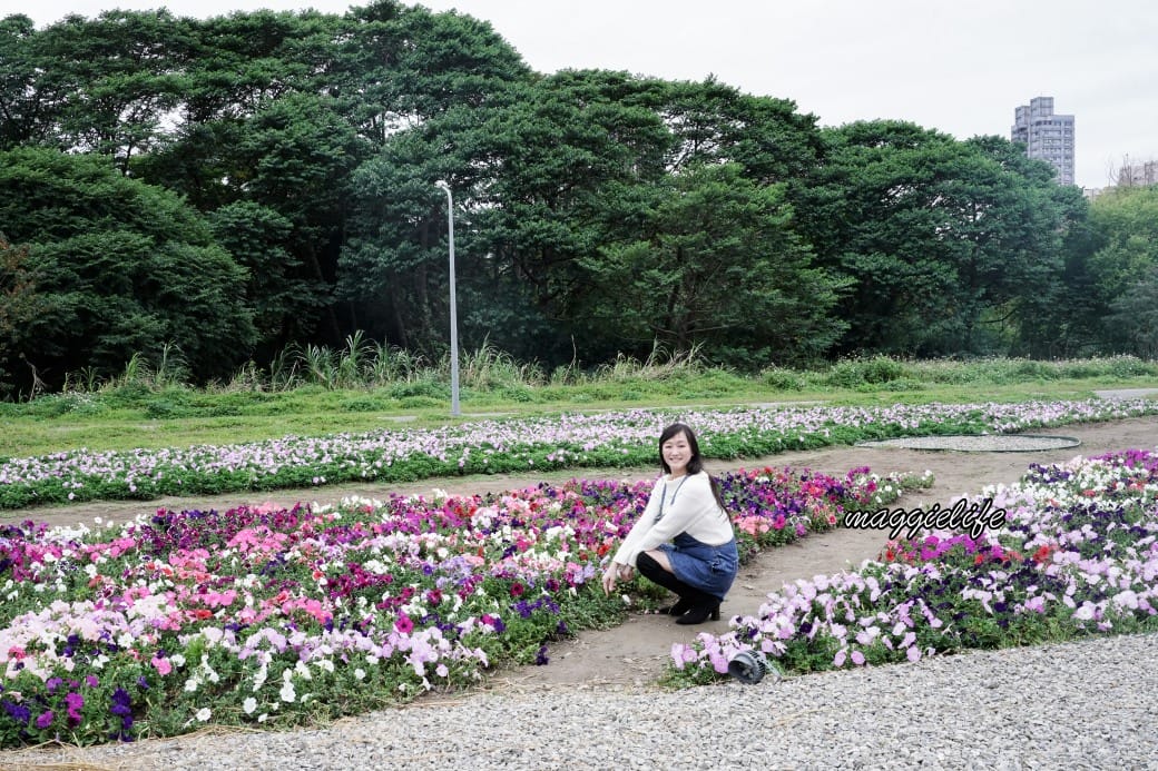 2024古亭河濱公園花海，台北免費賞花景點， 粉紅花海帳篷屋漸層花海超浪漫，一秒到日本，怎麼去交通，花期，拍照方式。