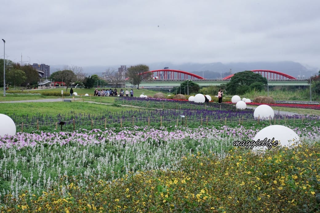 2024古亭河濱公園花海，台北免費賞花景點， 粉紅花海帳篷屋漸層花海超浪漫，一秒到日本，怎麼去交通，花期，拍照方式。