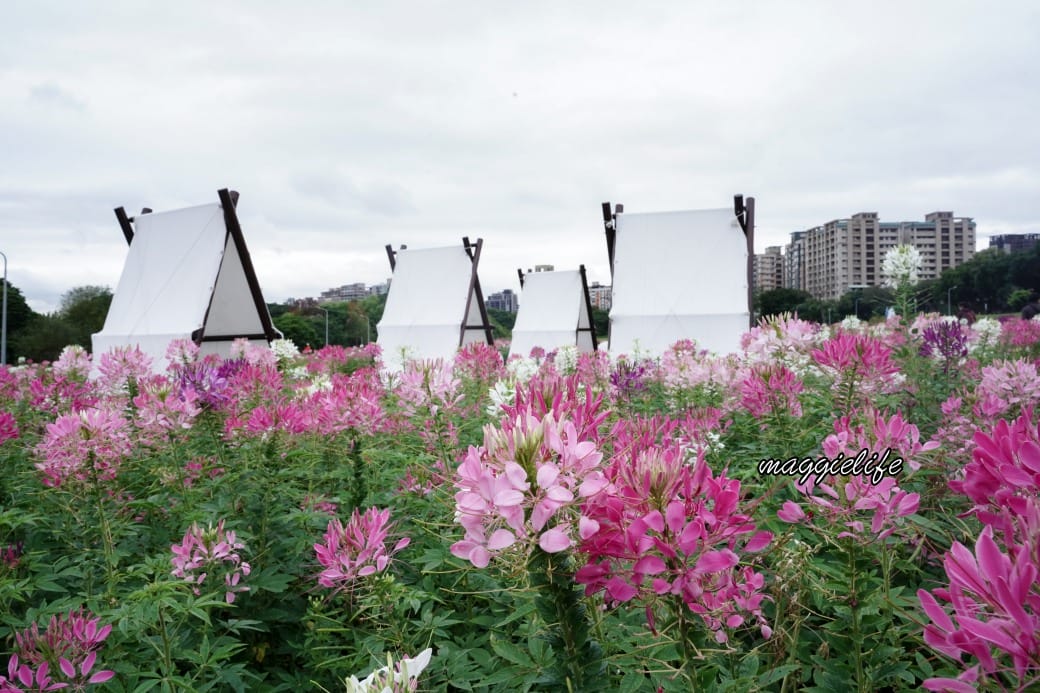 2024古亭河濱公園花海，台北免費賞花景點， 粉紅花海帳篷屋漸層花海超浪漫，一秒到日本，怎麼去交通，花期，拍照方式。