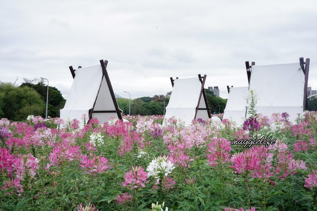 2024古亭河濱公園花海，台北免費賞花景點， 粉紅花海帳篷屋漸層花海超浪漫，一秒到日本，怎麼去交通，花期，拍照方式。