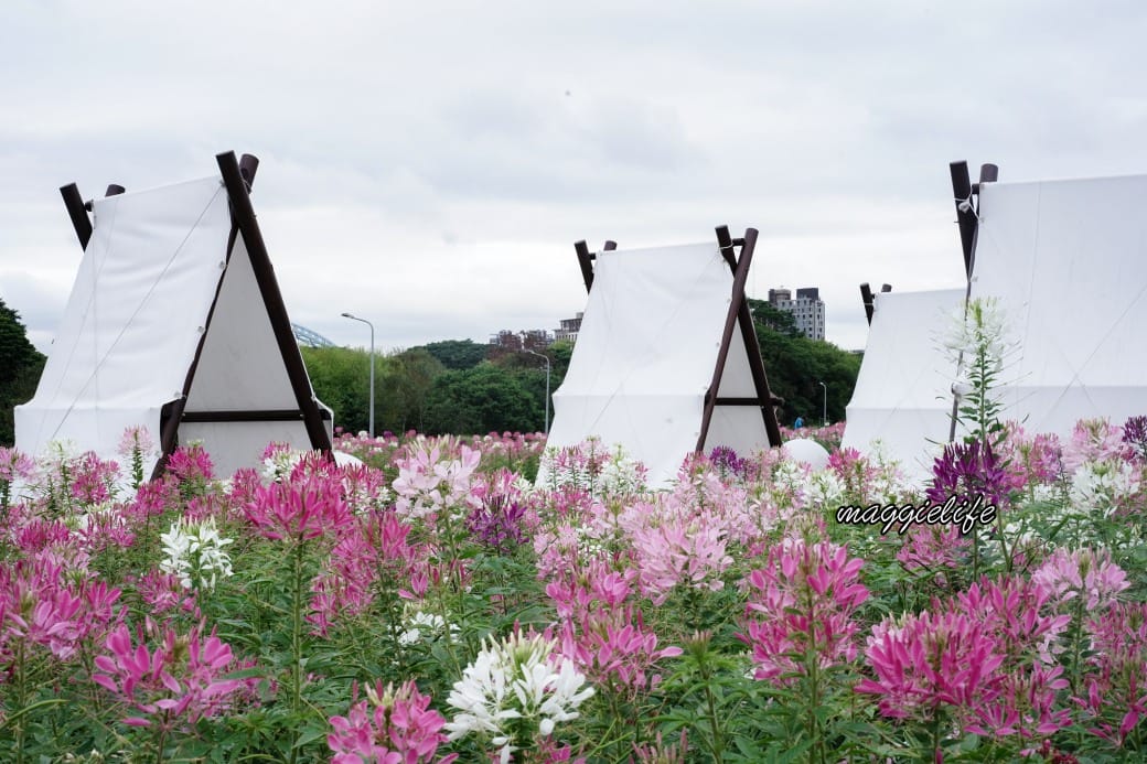 2024古亭河濱公園花海，台北免費賞花景點， 粉紅花海帳篷屋漸層花海超浪漫，一秒到日本，怎麼去交通，花期，拍照方式。