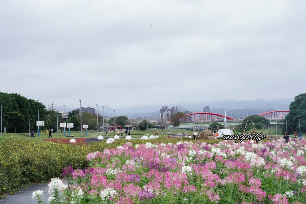 2024古亭河濱公園花海，台北免費賞花景點， 粉紅花海帳篷屋漸層花海超浪漫，一秒到日本，怎麼去交通，花期，拍照方式。