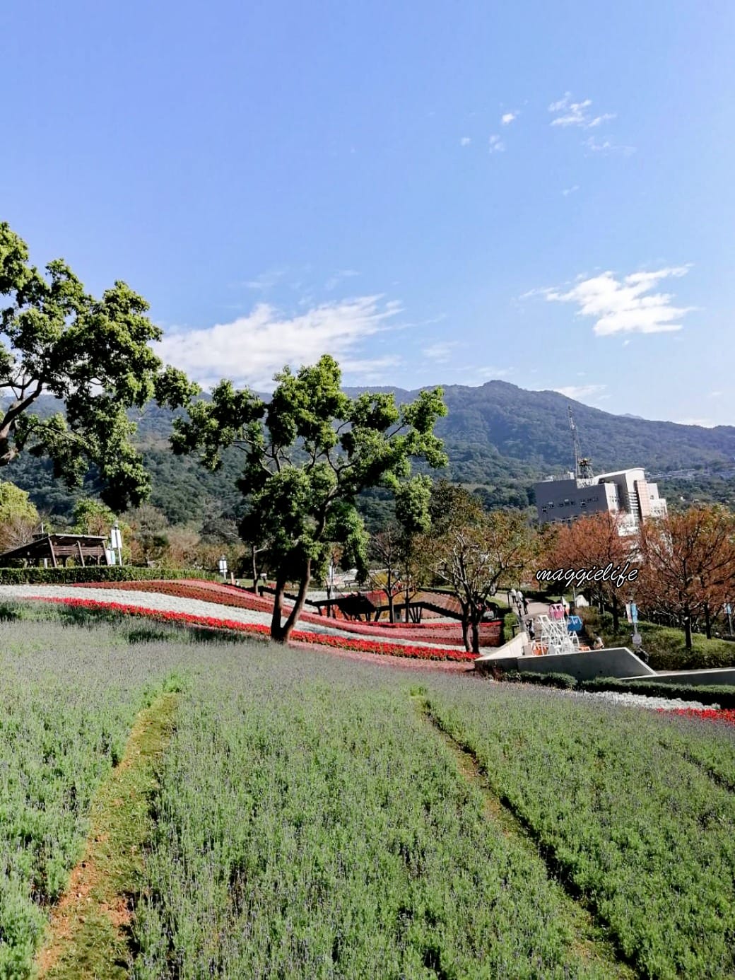 北投社三層崎公園｜台版富良野花海，IG網美秘境，免費賞花景點，交通怎麼去