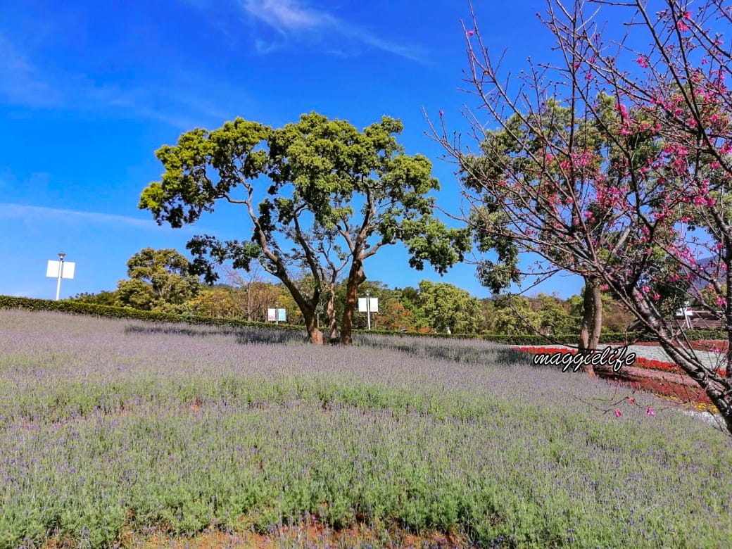 北投社三層崎公園｜台版富良野花海，IG網美秘境，免費賞花景點，交通怎麼去