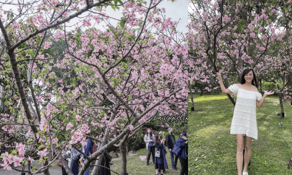 台北市賞櫻新景點，市中心台北國父紀念館也可以賞櫻，搭捷運就可以賞櫻花，還有一排櫻花步道